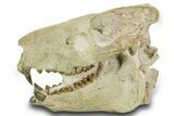 Superb, Fossil Oreodont (Eporeodon) Skull w/ Atlas Vertebra #372996-2